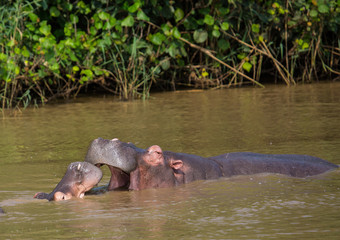 Fototapeta premium Hippopotamus mother kissing with her child in the water at the ISimangaliso Wetland Park, South Africa