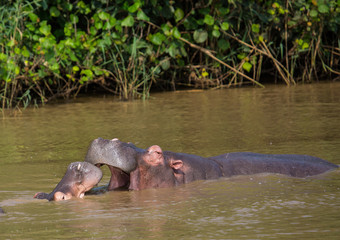 Hippopotamus mother kissing with her child in the water at the  ISimangaliso Wetland Park, South Africa