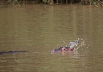 Hippopotamus baby in the water at the  ISimangaliso Wetland Park, South Africa