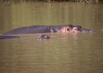Fototapeta premium Hippopotamus mother with her baby in the water at the ISimangaliso Wetland Park, South Africa