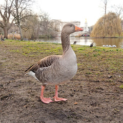 Wild goose on the background Buckingham Palace in St James's Park at sunset.