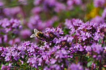 Thymus serpyllum, Breckland thyme, wild thyme or creeping thyme, A beautiful purple soil cover of...
