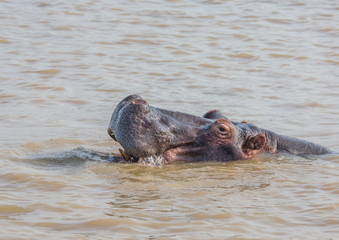 Fototapeta premium Hippopotamus in the water at the ISimangaliso Wetland Park, South Africa