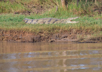 Crocodile waiting for food at the ISimangaliso Wetland Park, South Africa