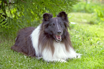 Shetland Sheepdog resting in grass by bushes.