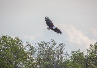African fish eagle in the air  at the  ISimangaliso Wetland Park, South Africa