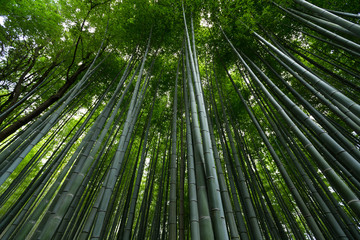 Obraz na płótnie Canvas Greenery Bamboo forest