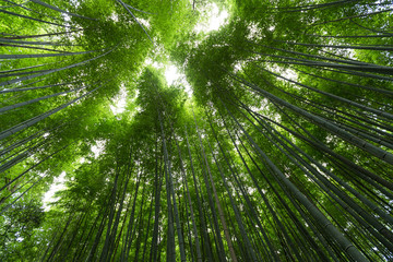 Bamboo forest with sun flare at Arashiyama