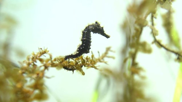 Sea horse, hippocampus in aquarium, Bretagne, France