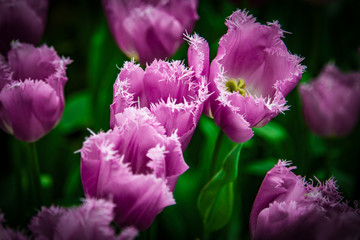 Beautiful tulip fields in Lisse in the Netherlands. This fields are near the Keukenhof and the best season for tulips are April and May.