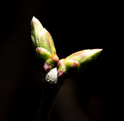 Bud grows on a tree branch on a black background