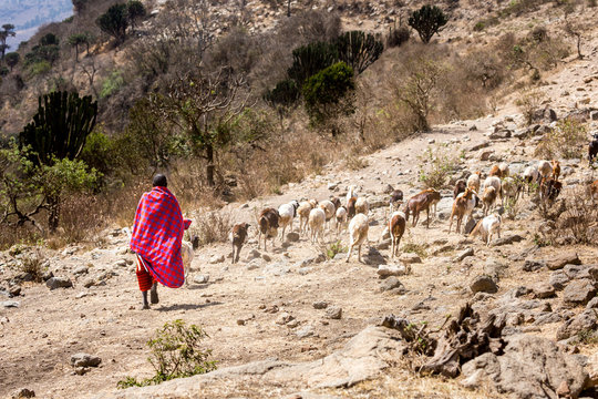 A lonely Masai shepherd walks away along the Ngorongoro crater with his goats