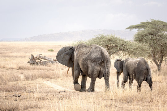 An elephant mom with her cub walk in the African savannah in Tanzania towards the horizon