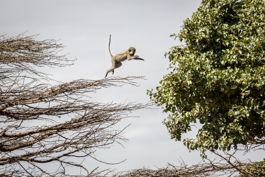 African monkey jumping from one tree to another in Tanzania during a safari