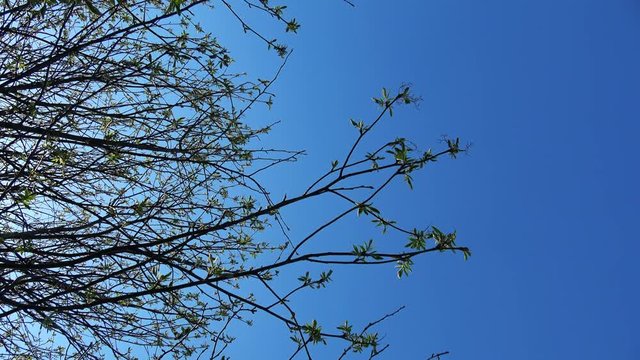 Tree branches with green leaves