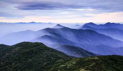 산오이플이 피어있는 아침산