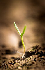 Small plants on the ground in spring