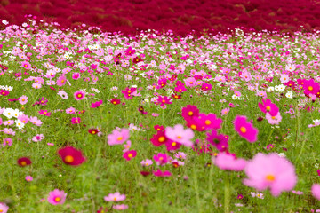 Cosmos flowers and Kochia flowers