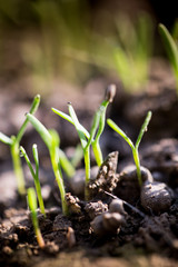 Small plants on the ground in spring