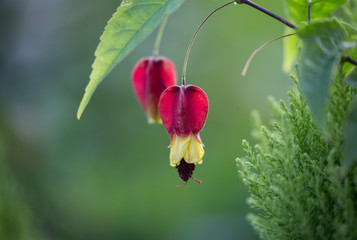 브라질아브틸론