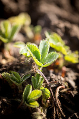 Strawberry leaves on the ground in the spring