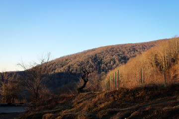 Туманное утро в окрестностях Хосты, Краснодарский край