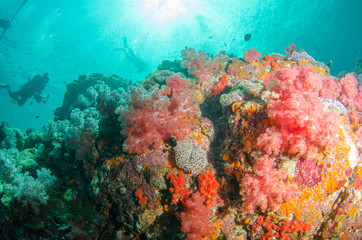 Naklejka na ściany i meble Undersea, Underwater life, fish, shoal, coral