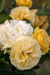 Yellow Rose on the Branch in the Garden