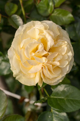 Yellow Rose on the Branch in the Garden