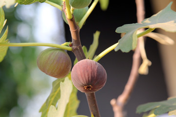 Raw and ripe common figs fruit on the branch of the fig tree in sunlight, nature.