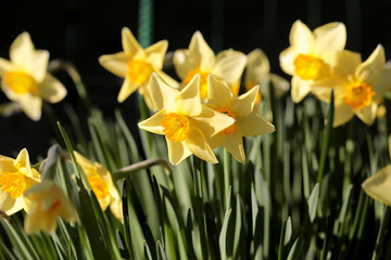 daffodils shallow depth of field springtime