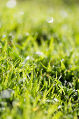 Green grass in the dew on the nature