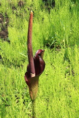 コンニャクの花