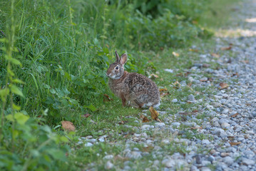 Fototapeta premium Coniglio selvatico