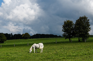 Schimmel auf Weide im Schweizer Jura