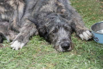 Irish Wolfhound dog lying on the grass