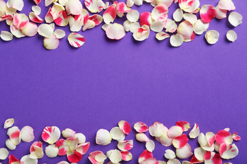 Fototapeta na wymiar Rose petals on a purple background