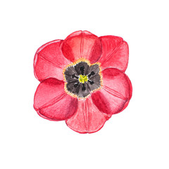 Botanical watercolor illustration sketch of red tulip flower on white background