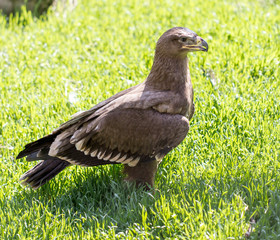 Portrait of an eagle in a park