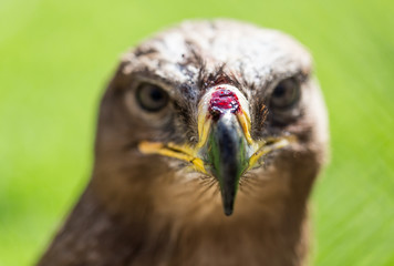 Portrait of an eagle in a park