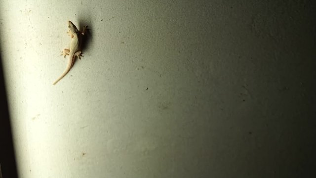 Lizard Eating Insects in The Wall of The House