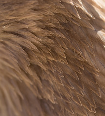 Feathers of an eagle as a background