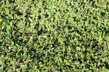bush