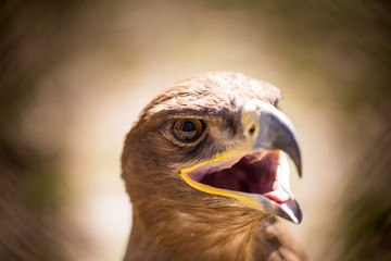 Portrait of an eagle in a park