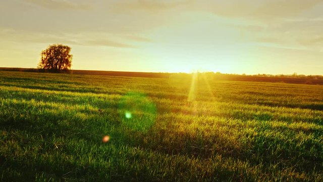 Beautiful scenery - green meadow at sunset with a lonely tree on the horizon. An Epic Rural View. Steadicam shot