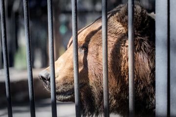 Bear behind the metal fence at the zoo