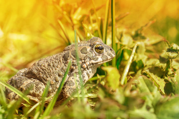  frog on the grass