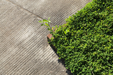 garden  walkway
