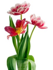 Fototapeta na wymiar pretty tulips close up