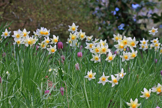 Daffodils and fritillaries
